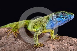 European green lizard Lacerta viridis male