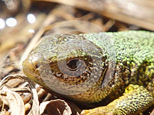 The European green lizard (Lacerta viridis) in the wild