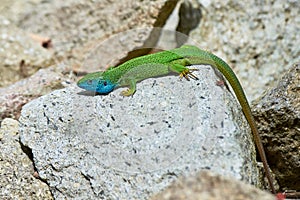 European green lizard male sunbathing on the rock