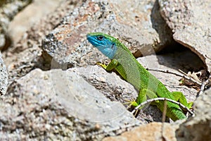 European green lizard male sunbathing on the rock