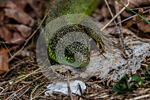 European green lizard resting in grass