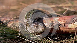 European Green Lizard Sits on a Log in a Deciduous Forest. 4K