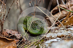 European green lizard standing on rock