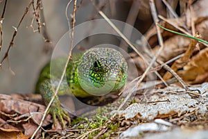 European green lizard standing on rock, close up
