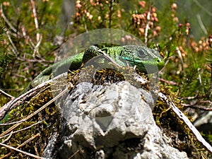 European green lizard on stone