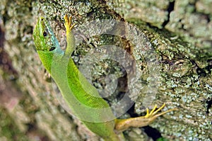 Wild animal. Reptile. European green lizard