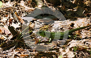 European green lizard in the wild. Lacerta viridis