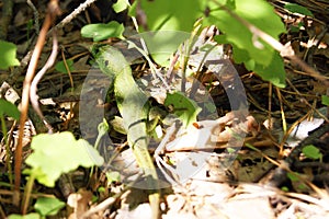 European green lizard in the wild. Lacerta viridis