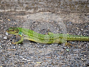 European Green Lizzard