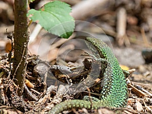 European Green Lizzard