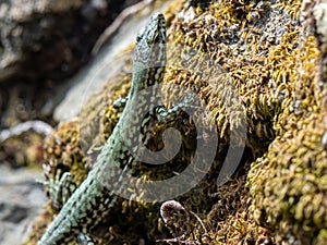 European Green Lizzard