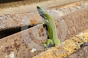 European green lizzard