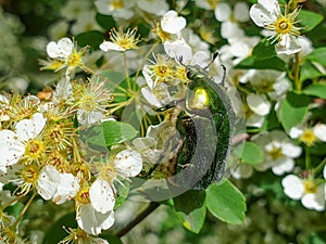 European green rose chafer Cetonia aurata flower