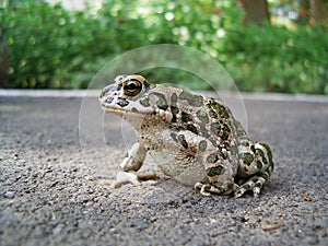 European Green Toad