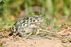 European Green Toad