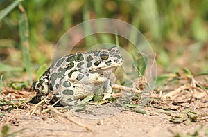European green toad