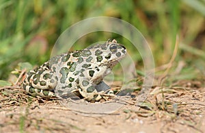 European green toad