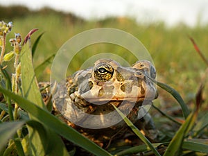 European green toad Bufo viridis