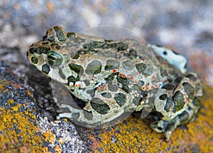 European green toad Bufo viridis
