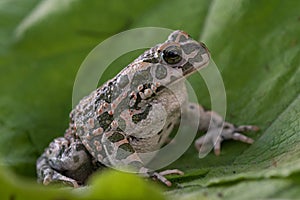 European green toad Bufo viridis