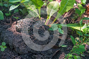 European green toad or Bufo viridis