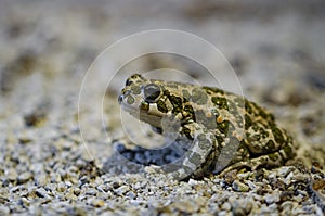 European green toad Bufo viridis sitting on land in Limhamn limestone quarry