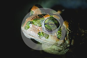 European green toad Bufotes viridis eye detail. Macro shot