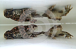 European green toad (Bufotes viridis) pair