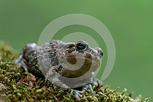 European green toad Bufotes viridis on moss. Isolated on a green background