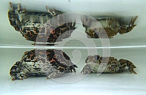 European green toad (Bufotes viridis) pair