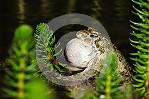 European green toad croaking for females