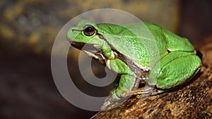 European green tree frog Hyla arborea formerly Rana arborea