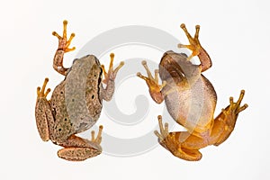 European green tree frog Hyla arborea isolated on white background. Top view