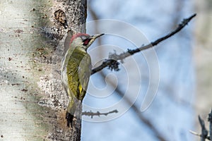 European Green Woodpecker