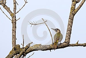 European Green Woodpecker