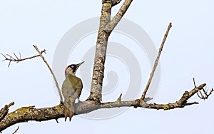 European Green Woodpecker