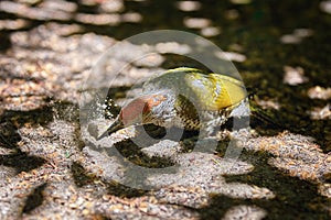 European Green Woodpecker