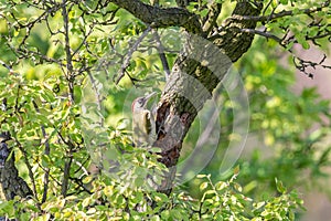 European green woodpecker on apple tree trunk