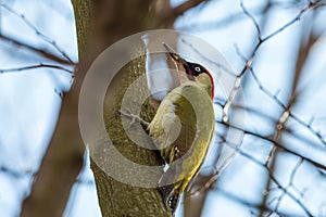 European green woodpecker with blurred branches and blue sky in background
