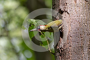 European green woodpecker looking out of the nest hole on linden trunk