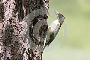 European green woodpecker at the nest hole Germany