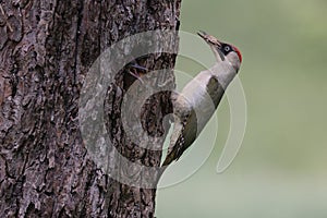 European green woodpecker at the nest hole Germany
