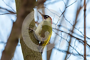 European green woodpecker perching on green tree trunk