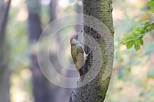 European green woodpecker perching on mossy tree trunk