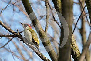 European green woodpecker perching on tree branch