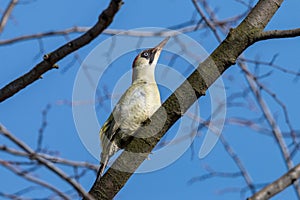 European green woodpecker perching on tree branch against clear blue sky