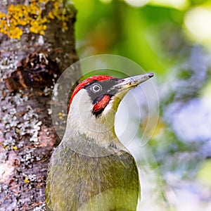 European green woodpecker (Picus viridis