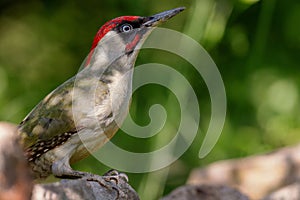 European green woodpecker (Picus viridis