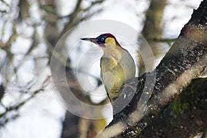 European green woodpecker Picus viridis adult bird sitting at an old apple tree