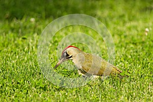 European green woodpecker (Picus viridis)